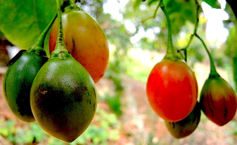 The business of passion and three tomatoe plantation