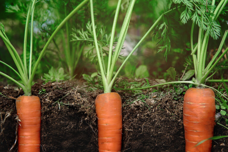 Carrot plantation (Variete genie long)