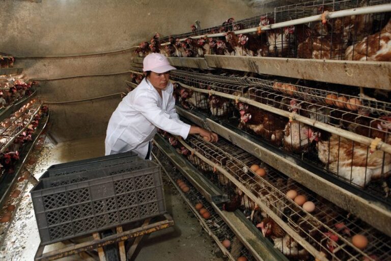 Setting up a poultry proccessing plant